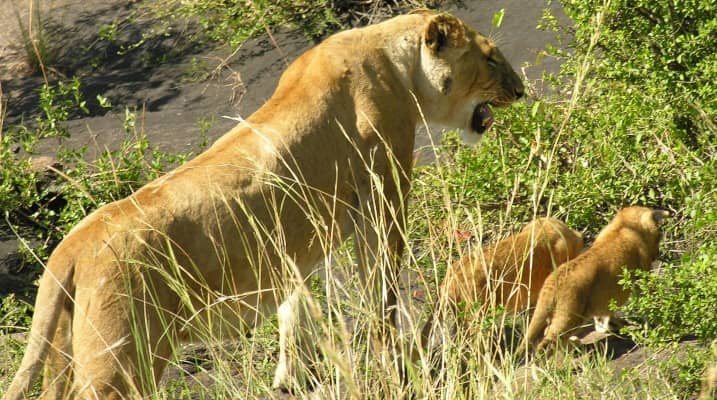 Lion cubs and mom.