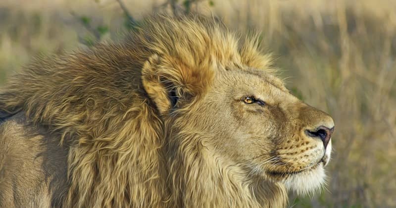 Want to know more fascinating African lions facts? Want to know more fascinating African lions facts?