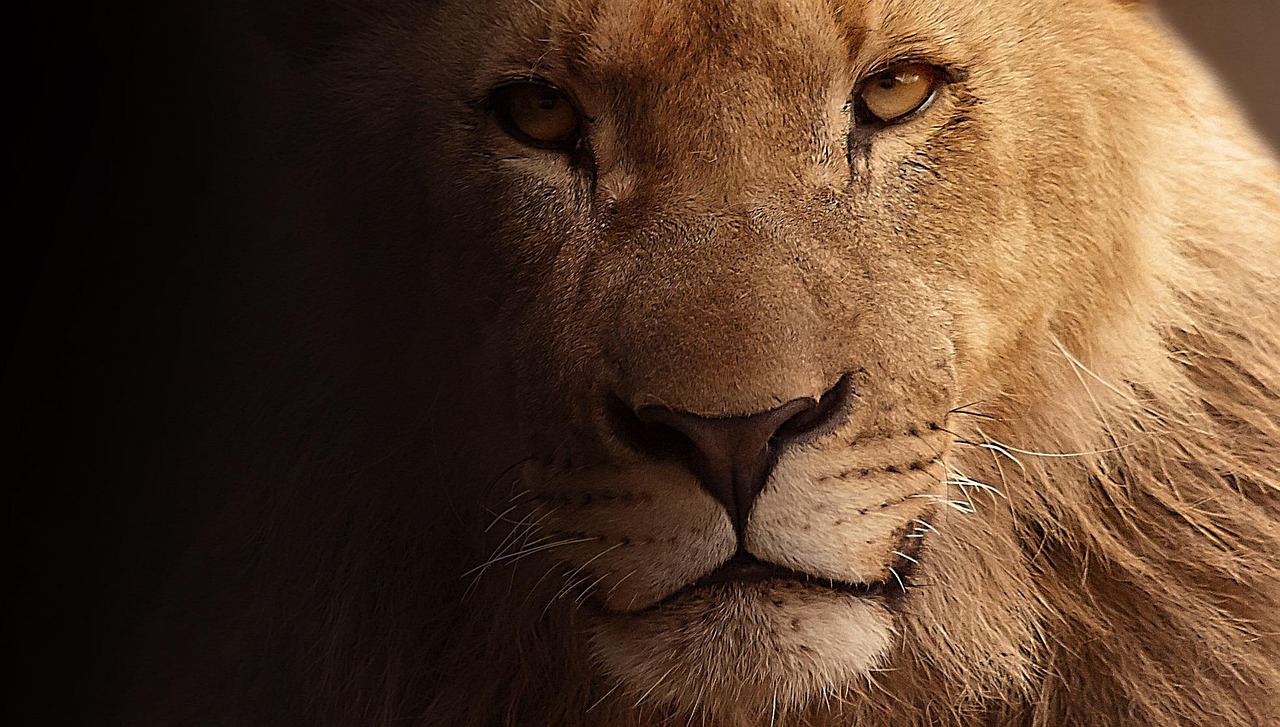 lion closeup