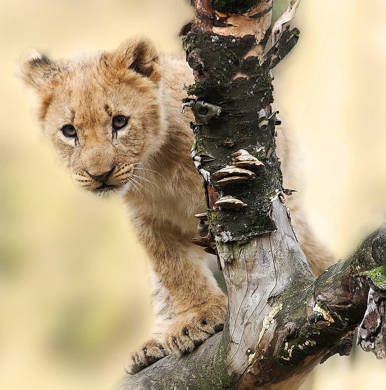 Cute pics of lion cubs.