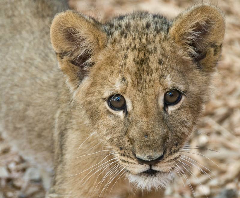 What is a baby lion called?