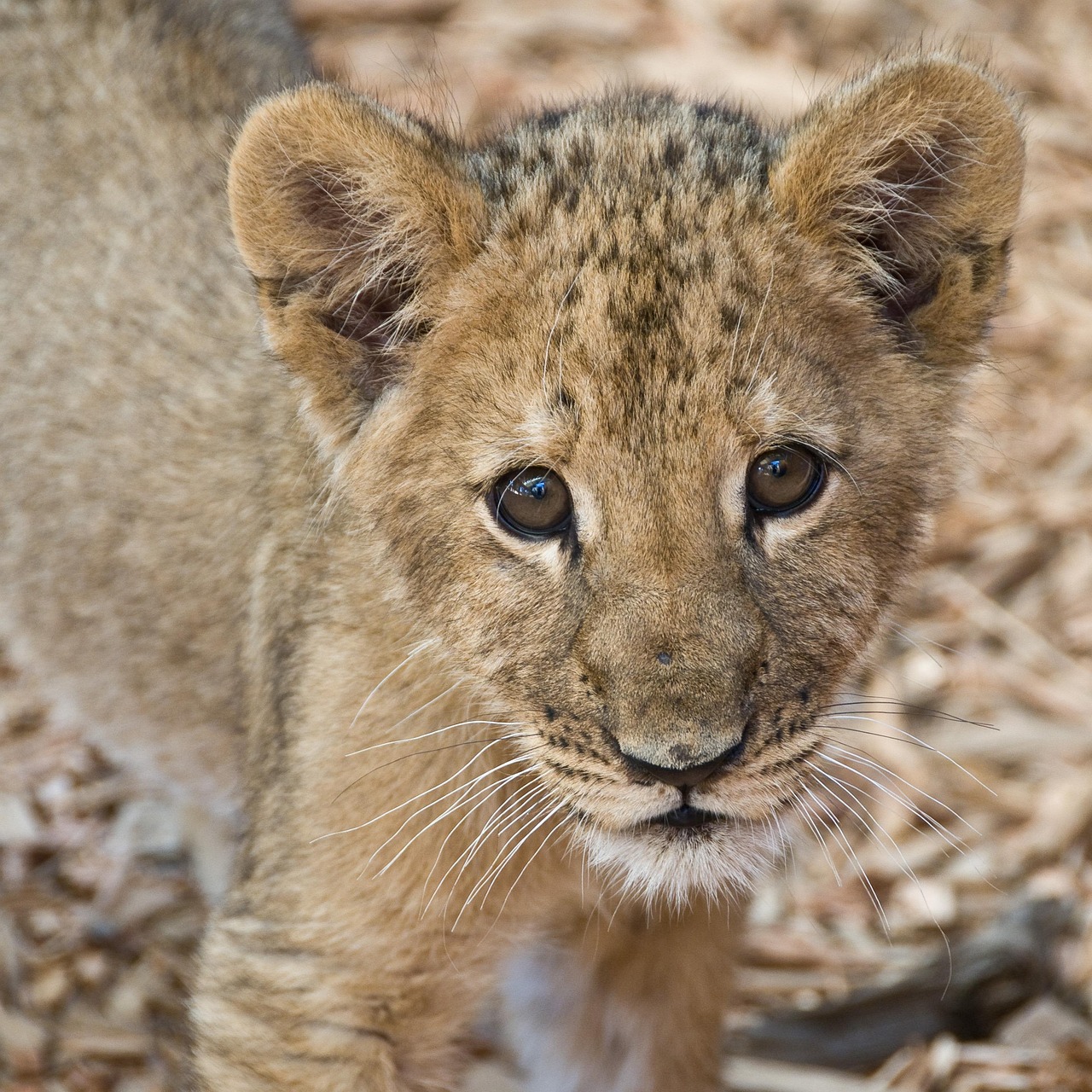 images of a lion cub lion-cub-cute.jpg