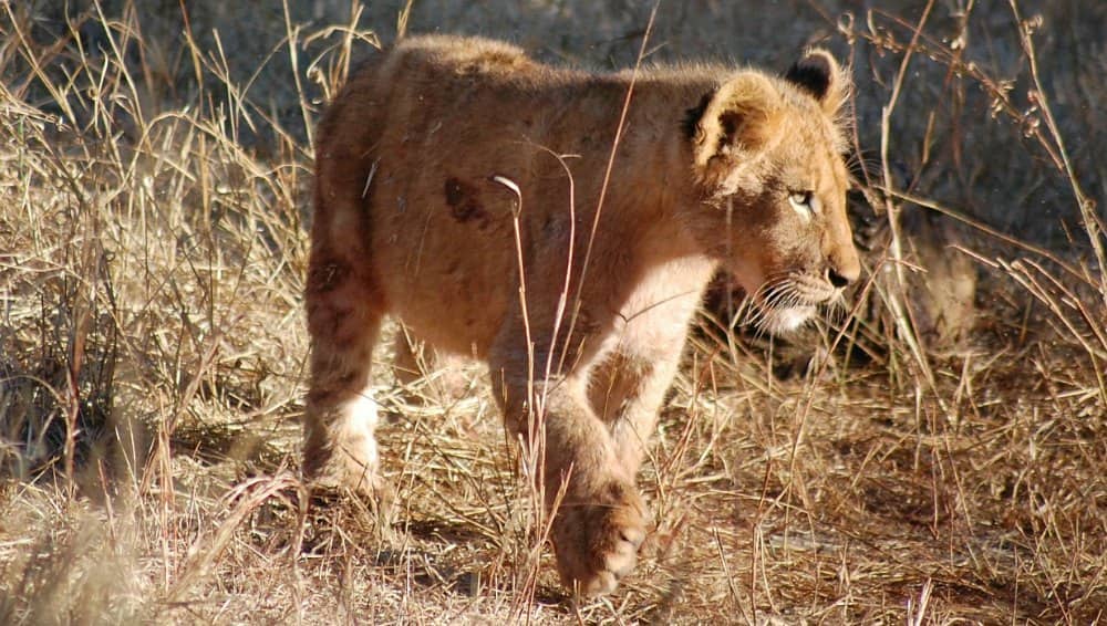 Cute photos of lion cubs.