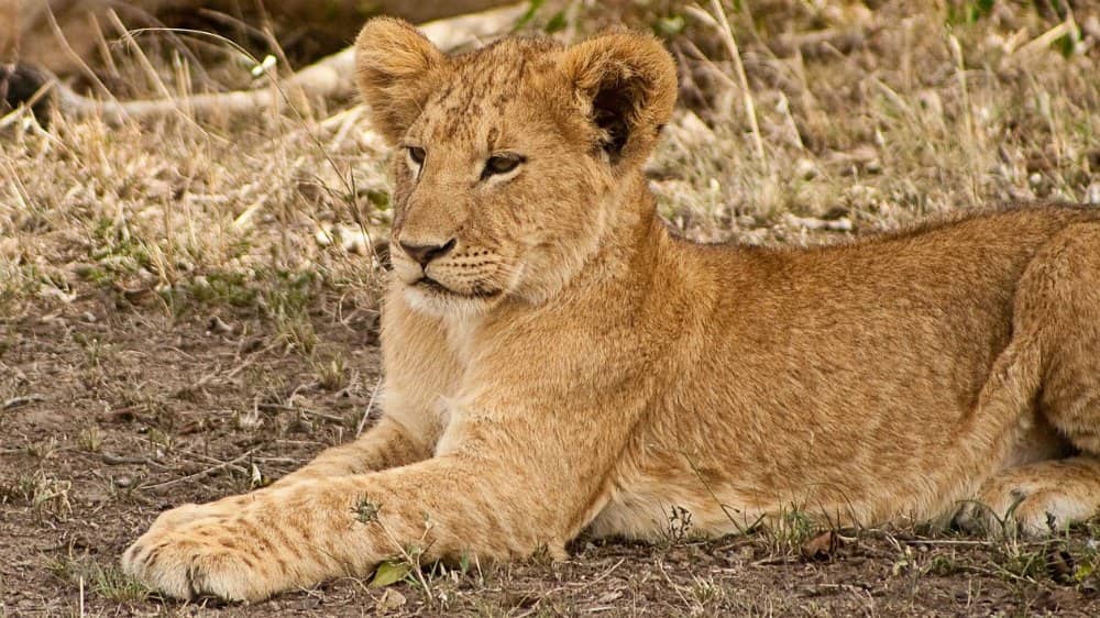 picture of lion cub