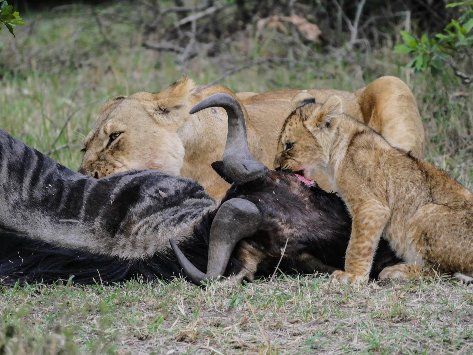 What do African lions eat?