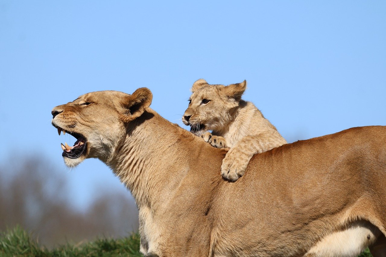 cubs play