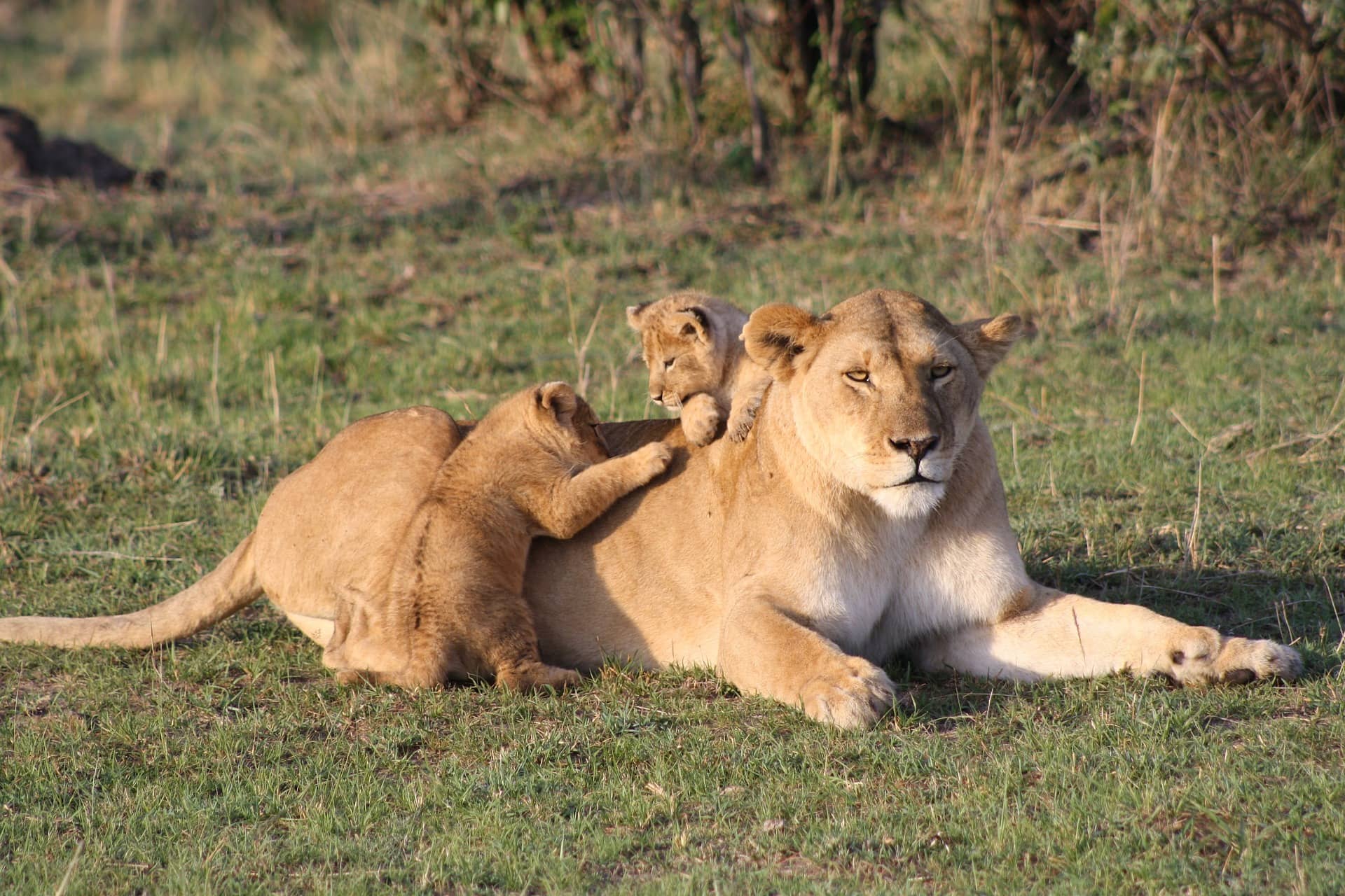 Lion cubs playing with mom.