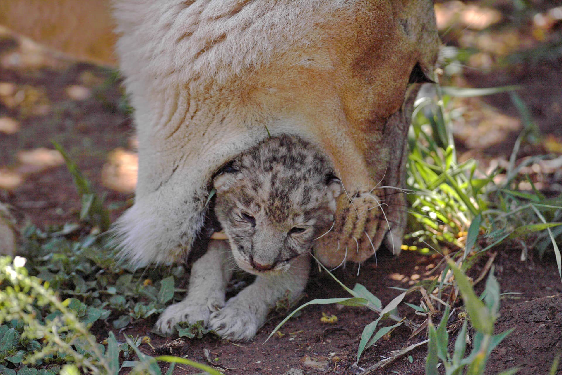 Mother lion protecting her cubs.