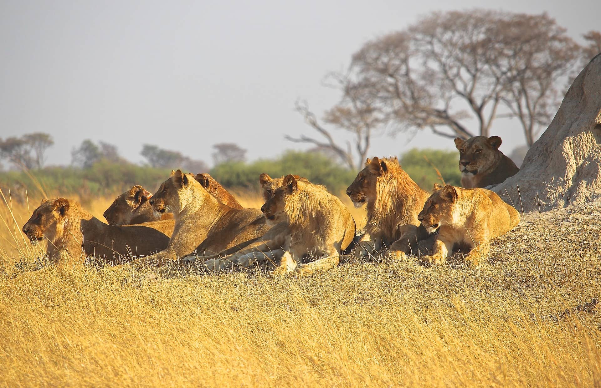 African Lion Facts And Photos