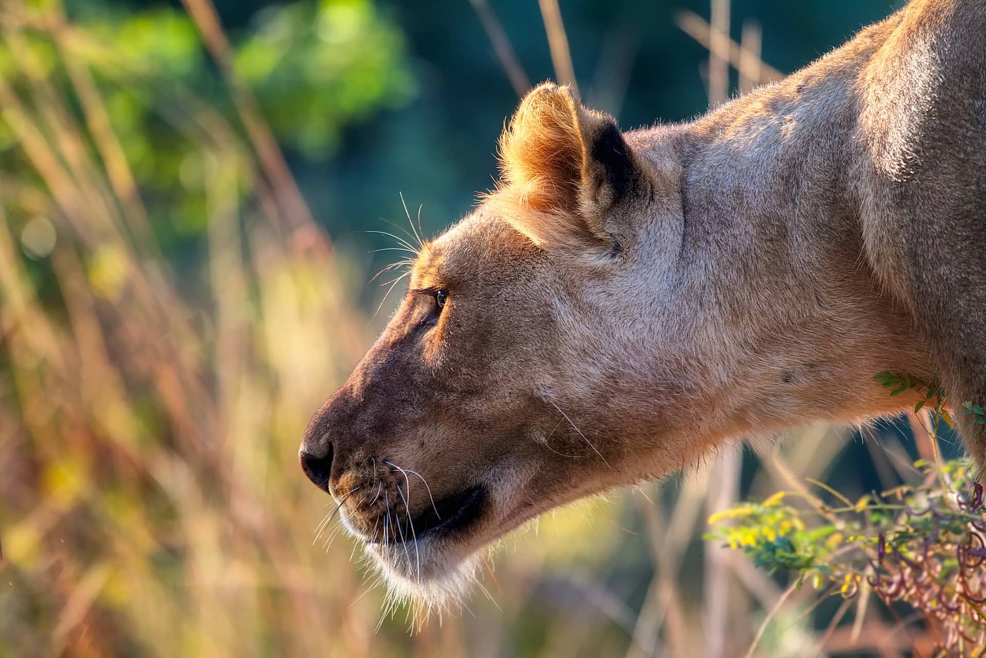 Want to know more fascinating African lions facts? Want to know more fascinating African lions facts?