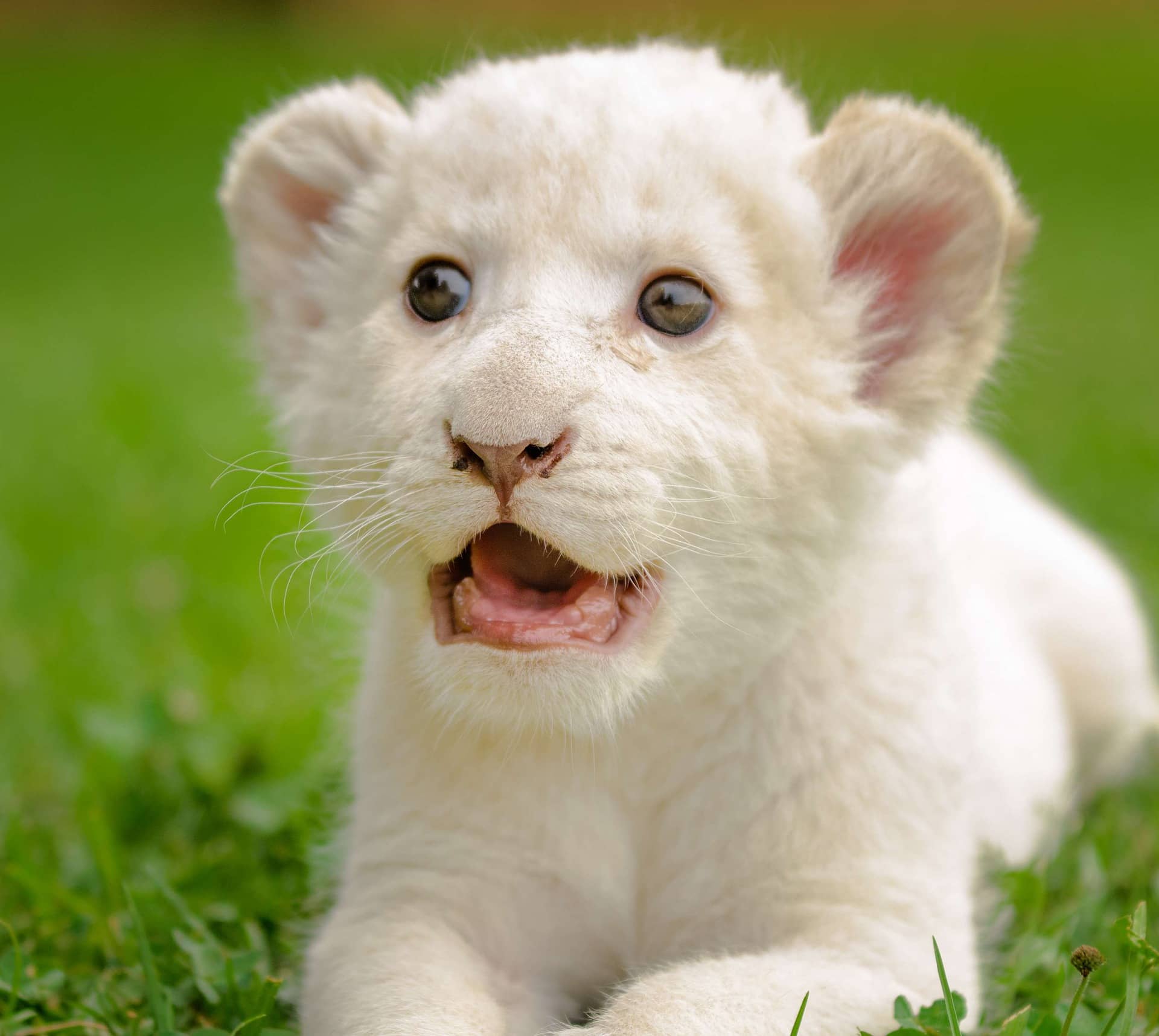 white lion babies