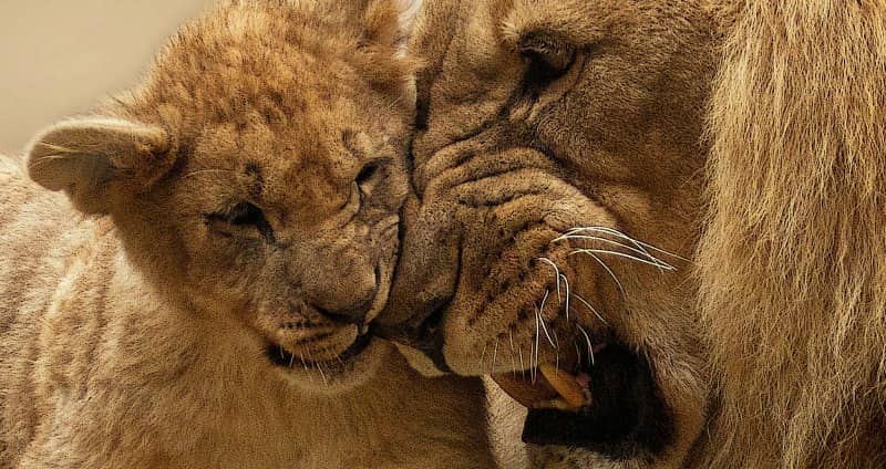 Lion cub meets dad.