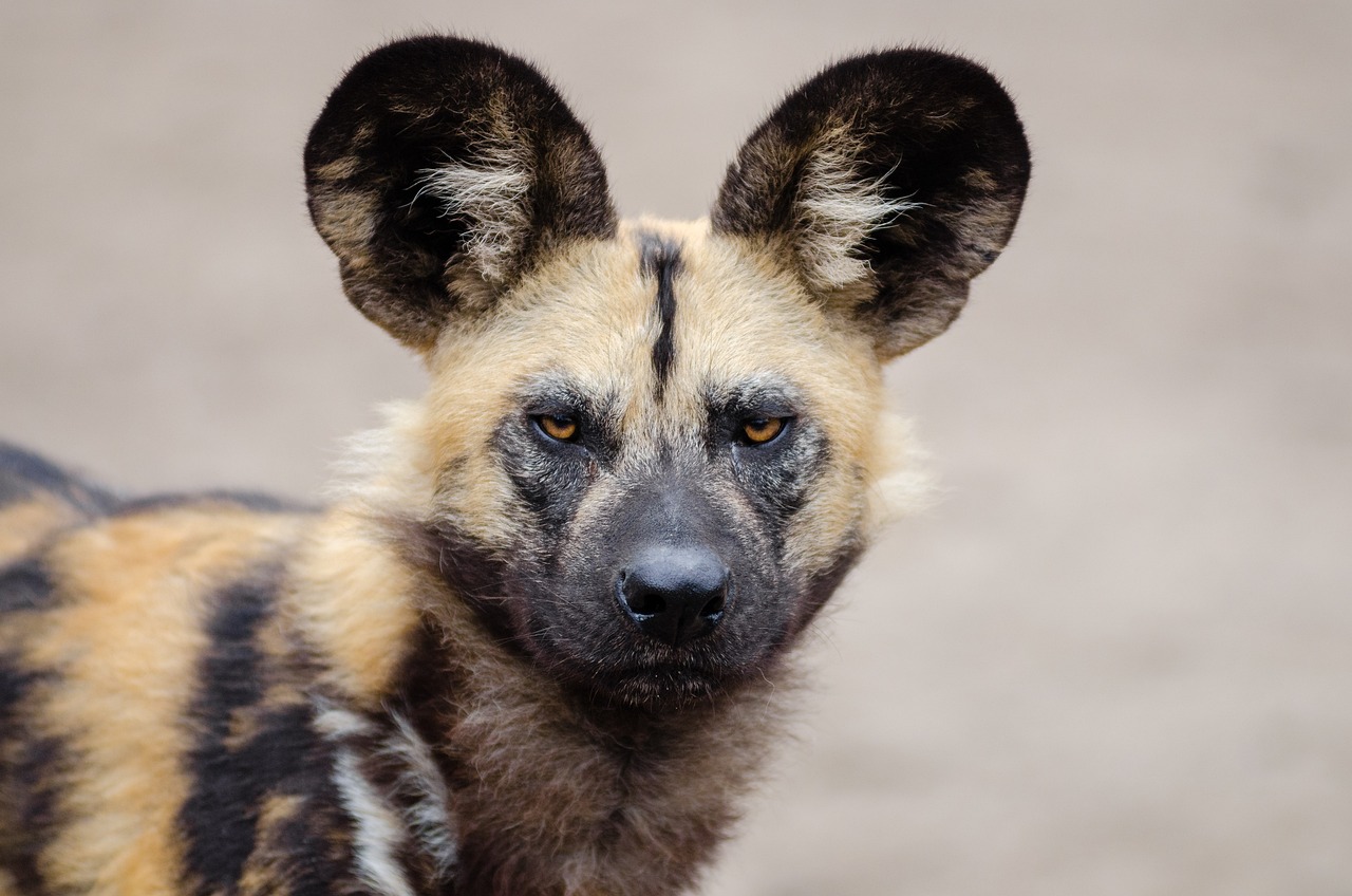 African wild dog: interesting facts African wild dog: interesting facts