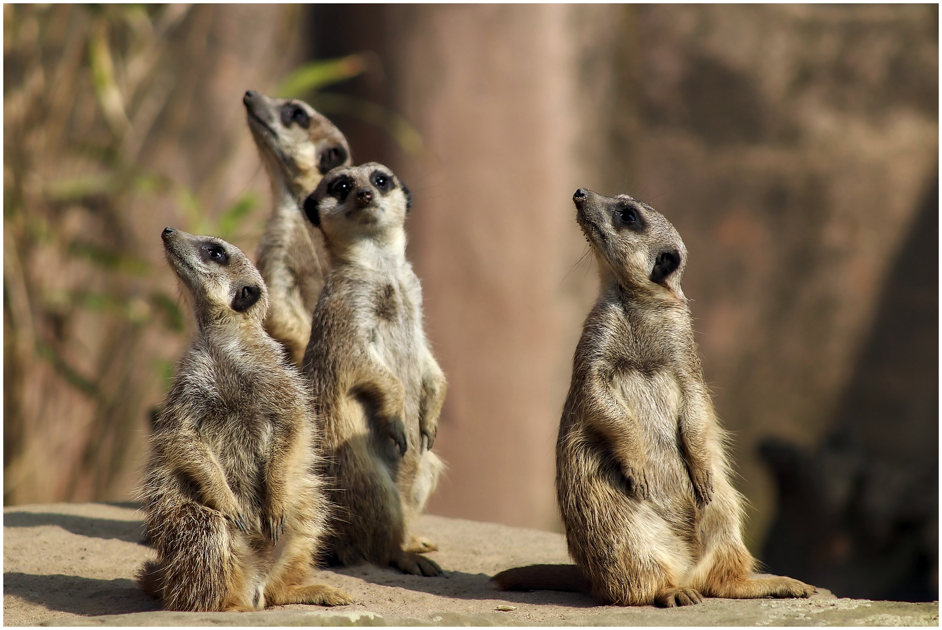 Why is a meerkat always on the lookout? Why is a meerkat always on the lookout?