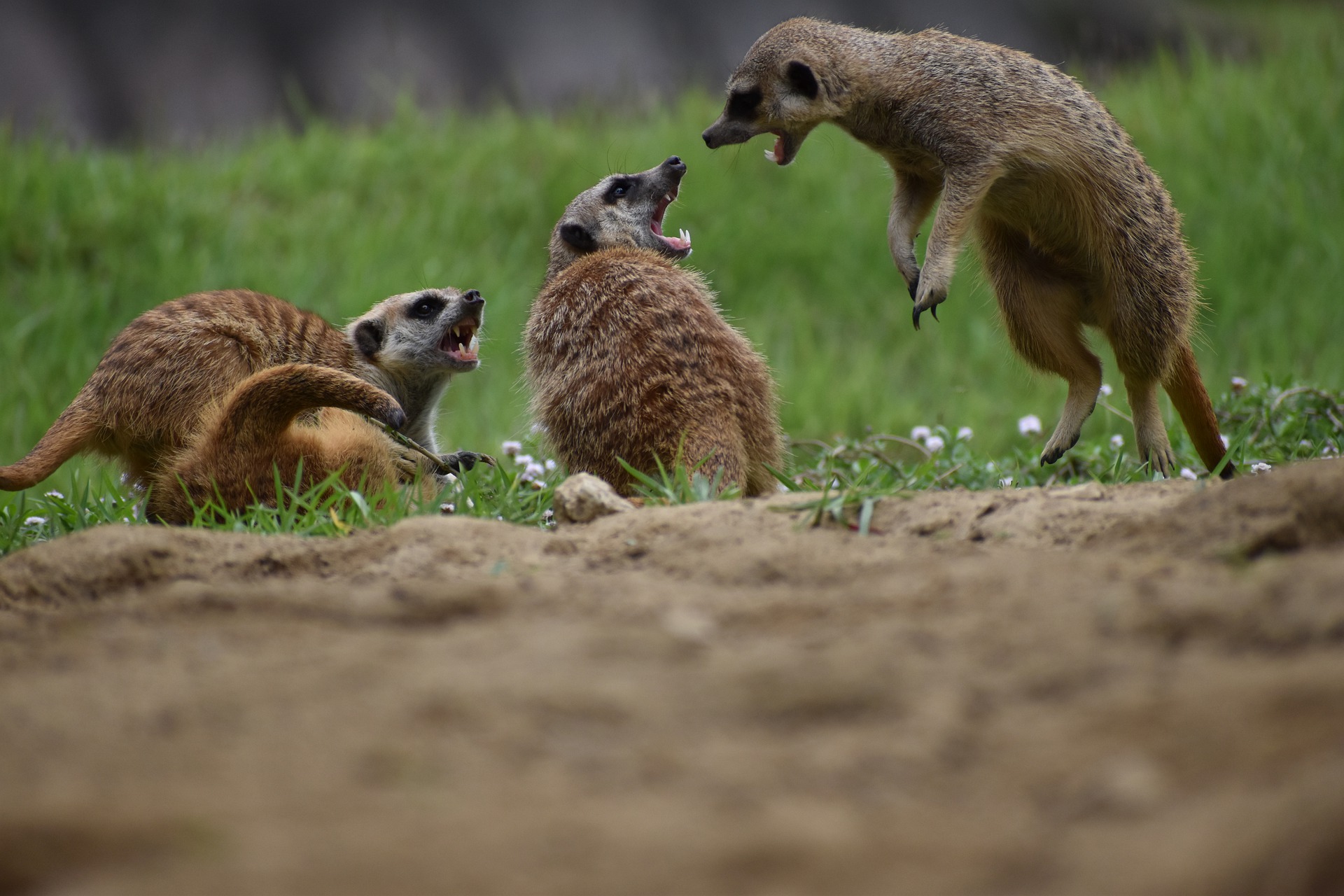 How do meerkats survive? How do meerkats survive?