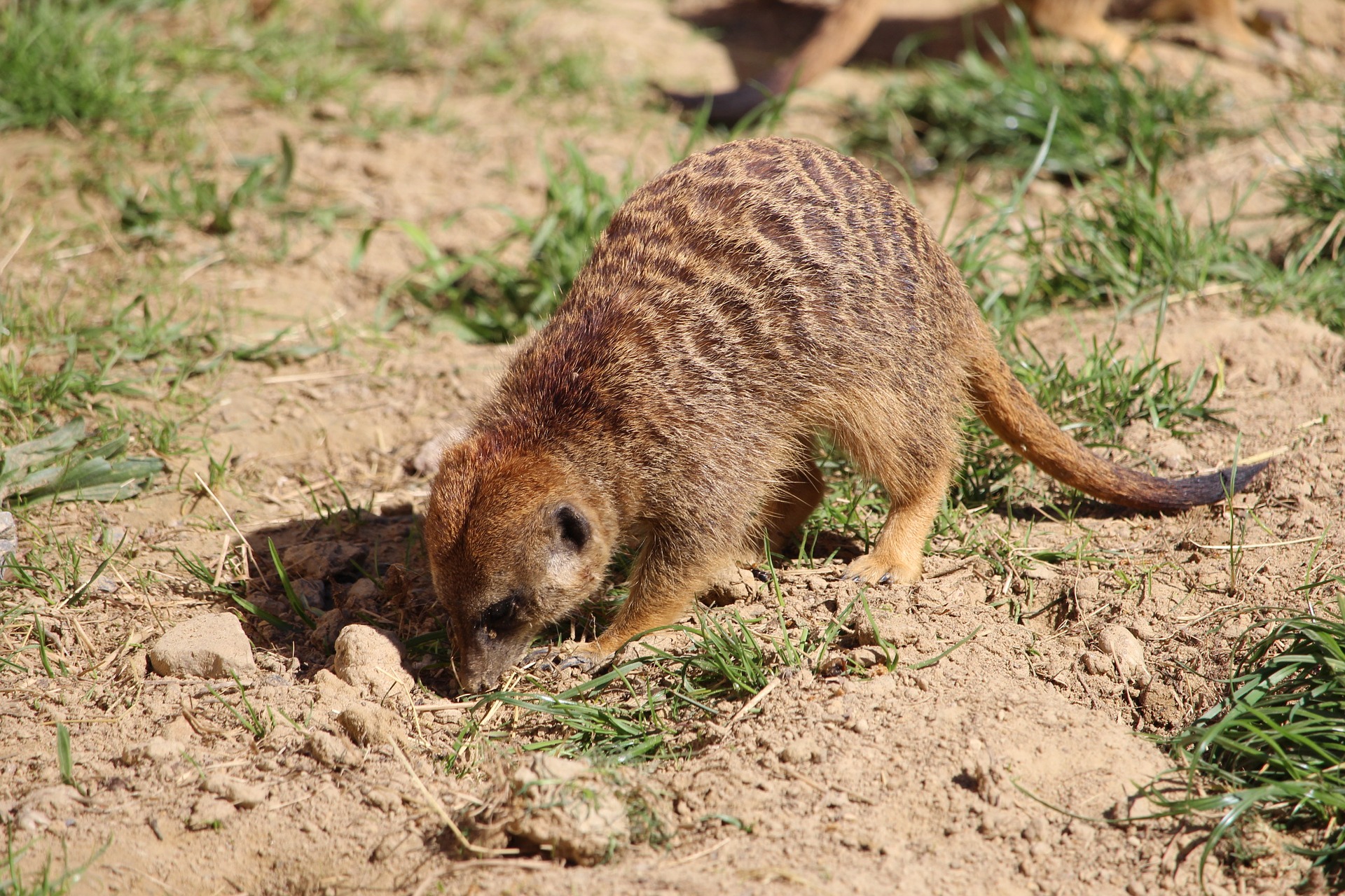 What do meerkats eat? What do meerkats eat?