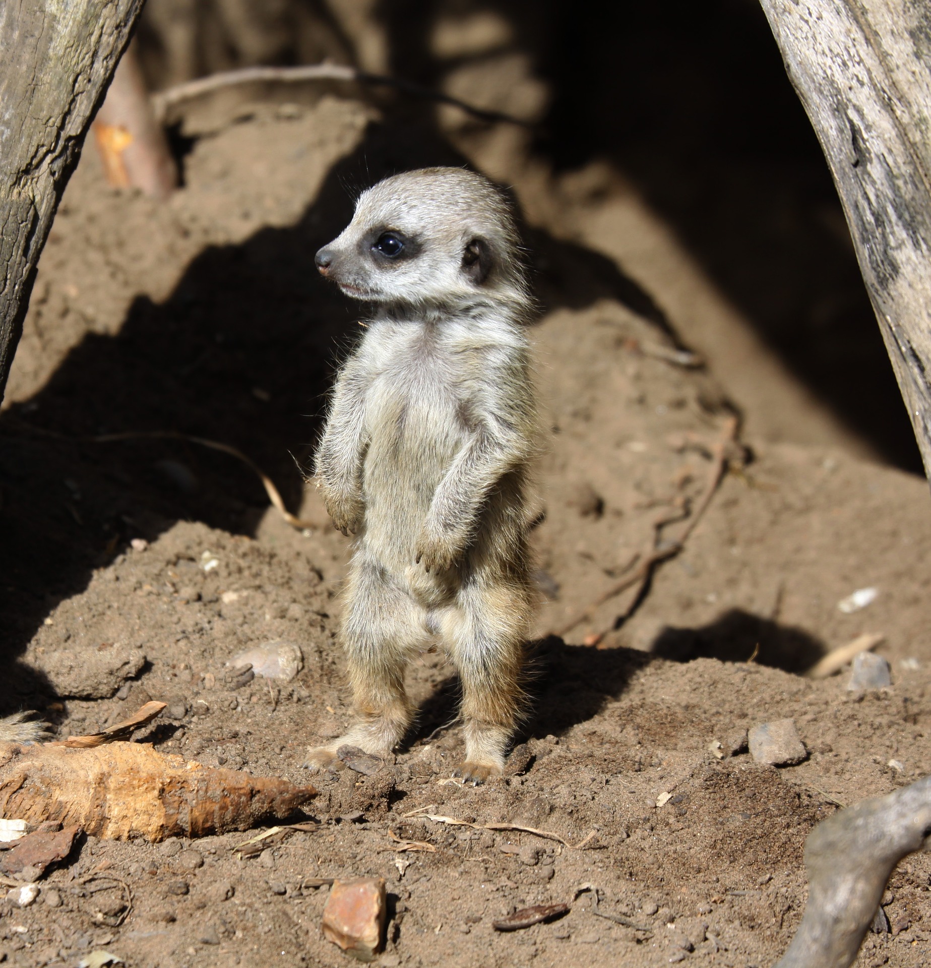 The Meerkat. Want to know some cool facts and see the pictures?