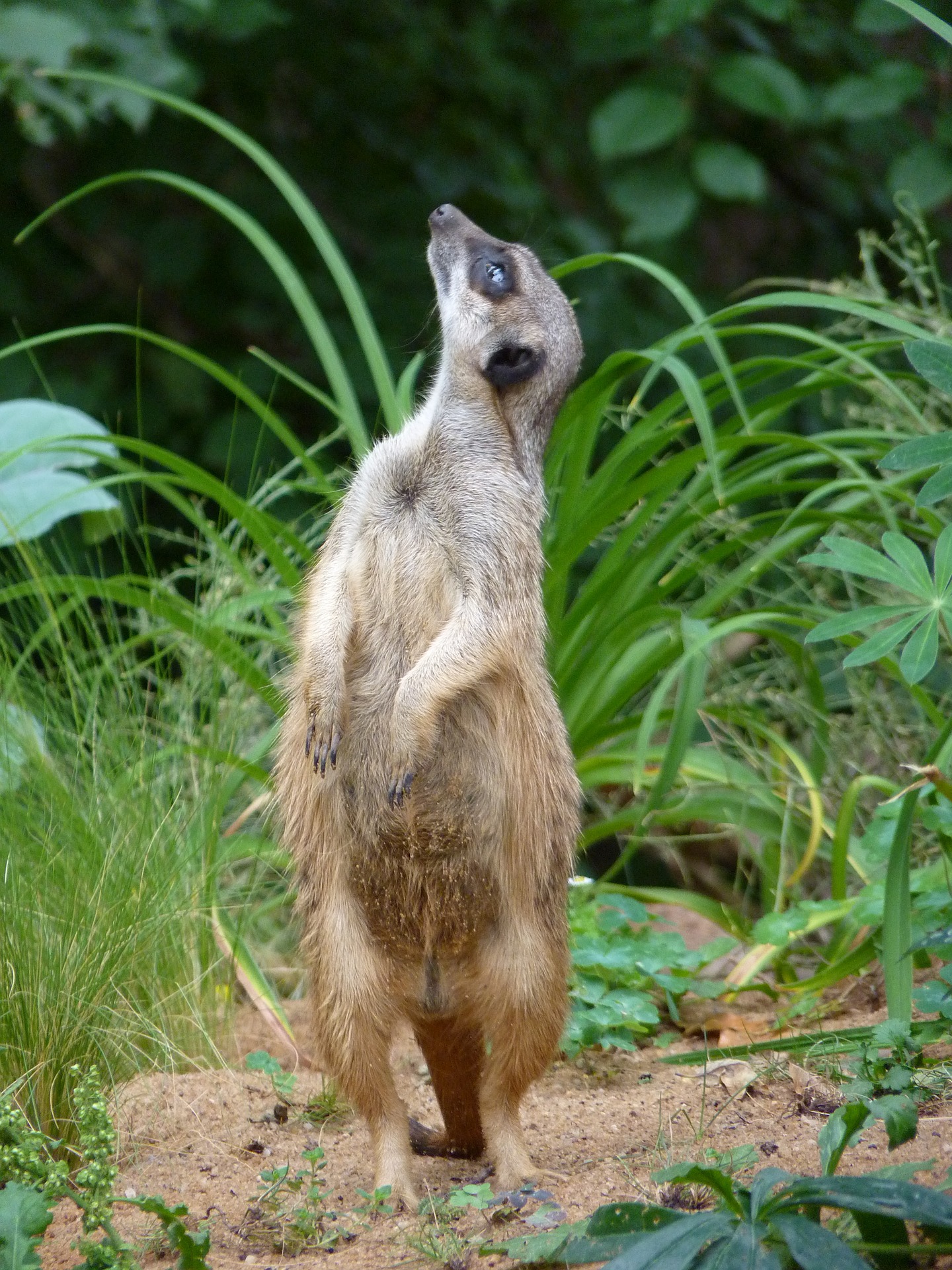 The Meerkat. Want to know some cool facts and see the pictures? The Meerkat. Want to know some cool facts and see the pictures?
