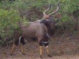 Nyala