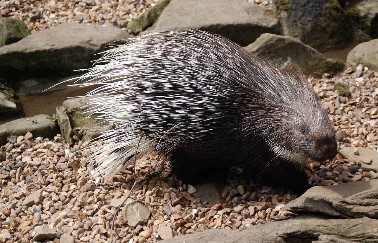 The World of Porcupines: Uncovering Nature's Prickly Creatures