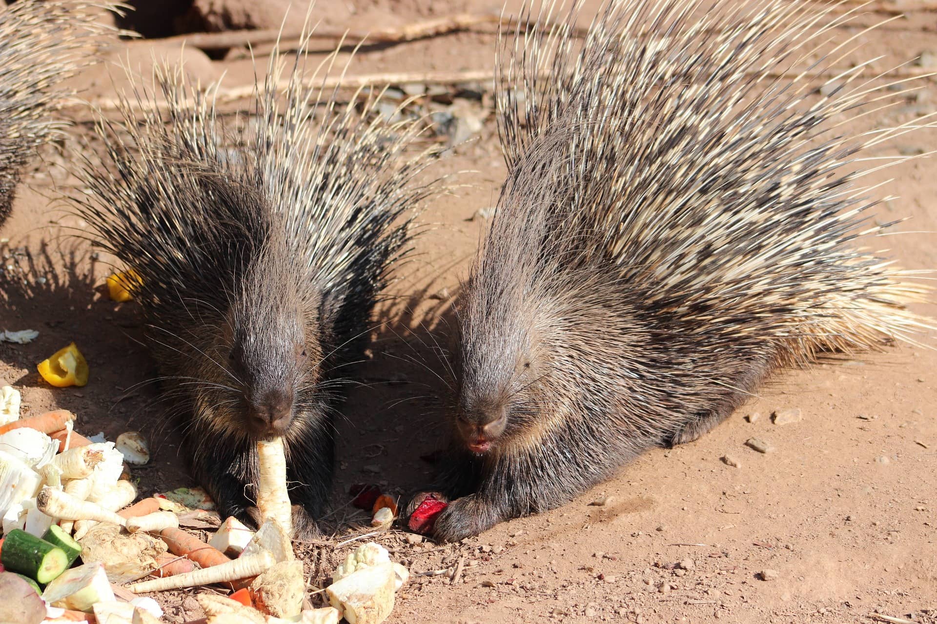 Porcupines have no defence against the quill trade – letting nature back in