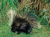 Porcupine
