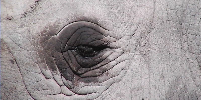 Black Rhinos poor eyesight