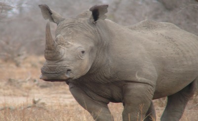 rhino conservation