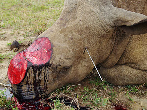 rhino poaching facts