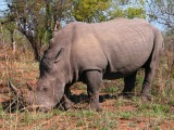white rhino