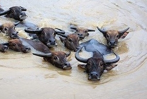 Cape buffalo vs water buffalo Cape buffalo vs water buffalo