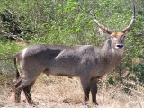 Waterbuck