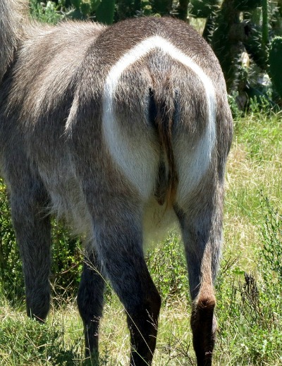 waterbuck interesting information
