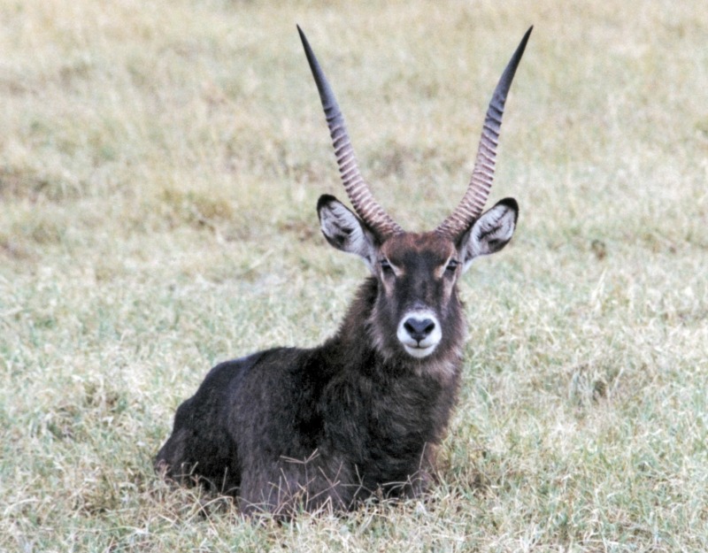 Waterbuck bull