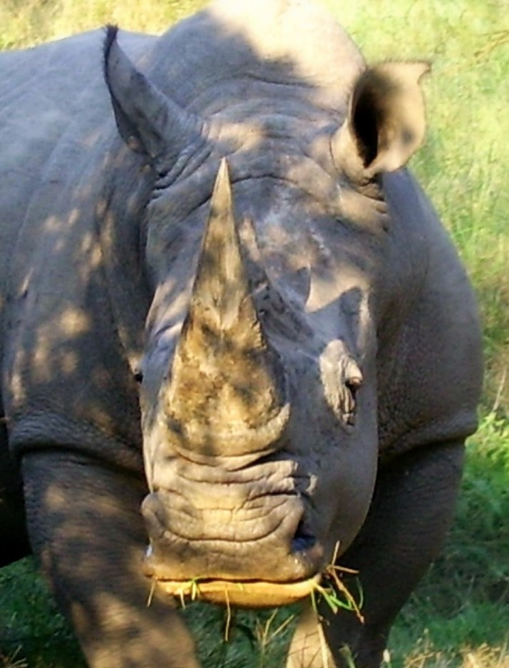 black and white rhino photography