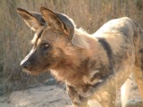 African wild dog