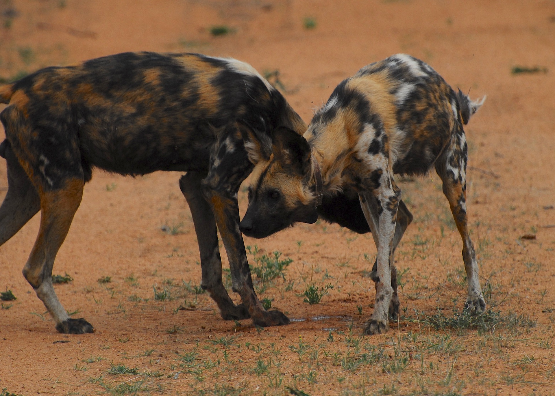 do cheetahs eat african wild dogs