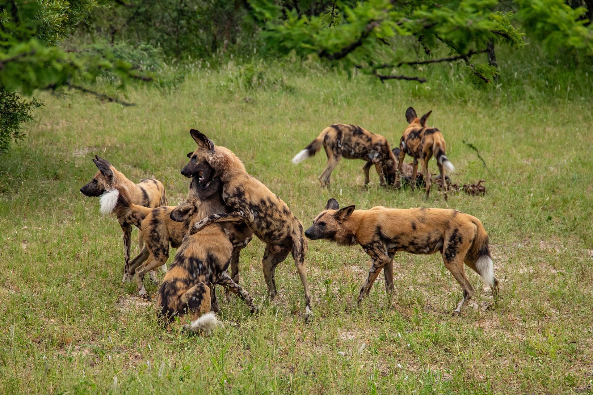 african wild dog being hunted