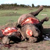 rhino poaching