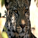 African animal pictures