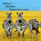 African animals