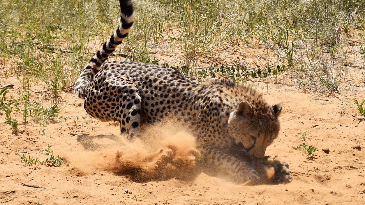 cheetah catches prey