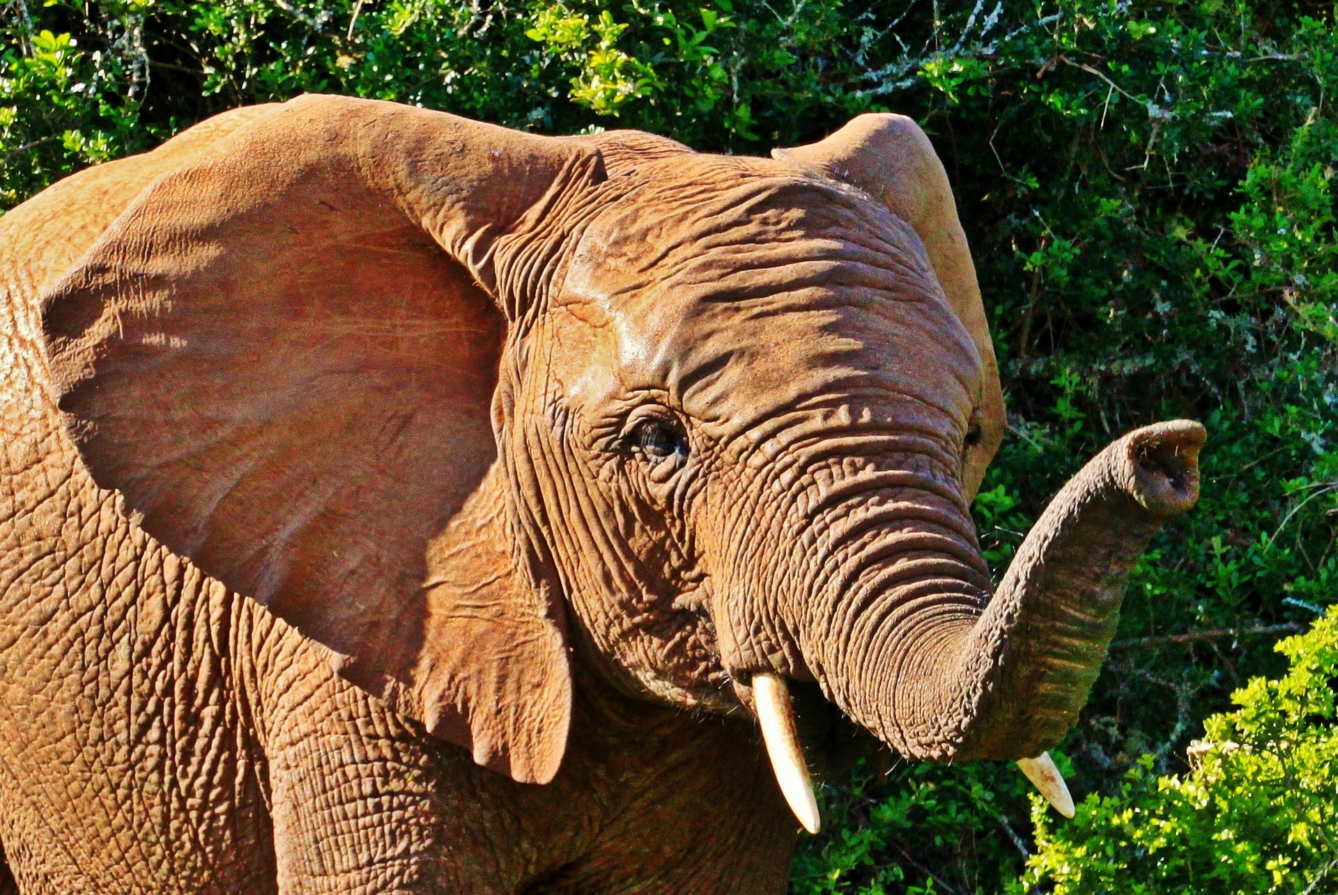 African elephant some fascinating facts and pictures