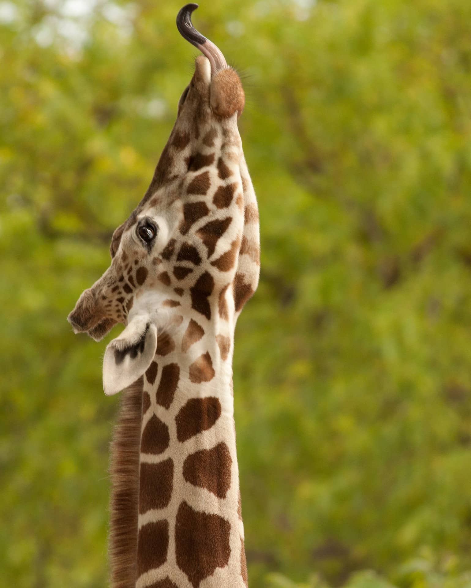 Giraffe, fascinating facts and photos