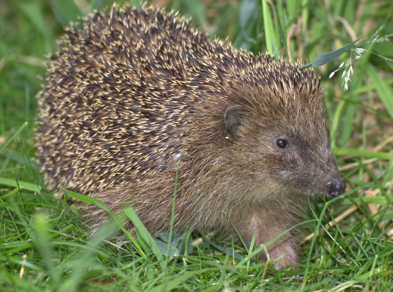 Hedgehogs ready for some interesting facts and pictures?