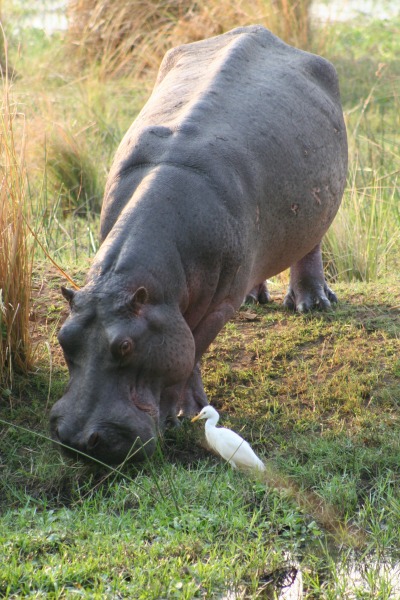 hippopotamus diet