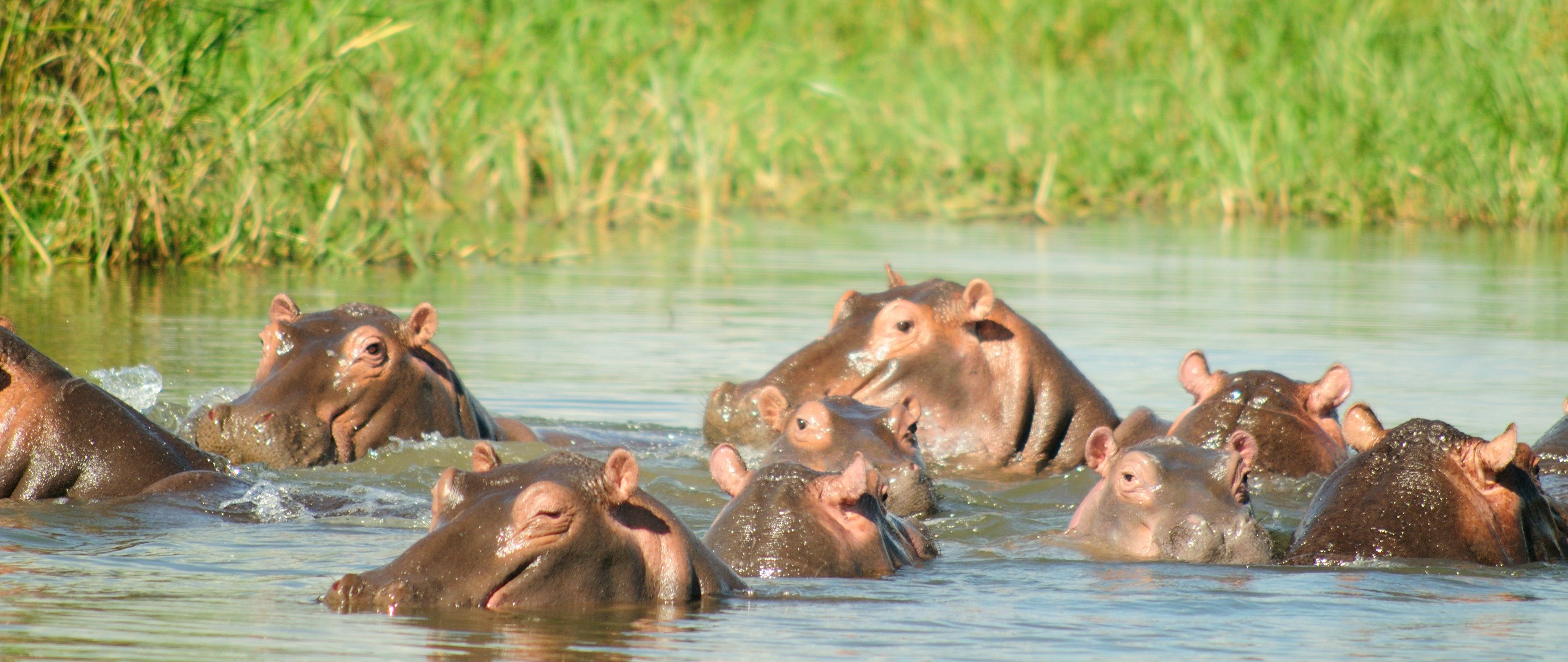 hippo environment