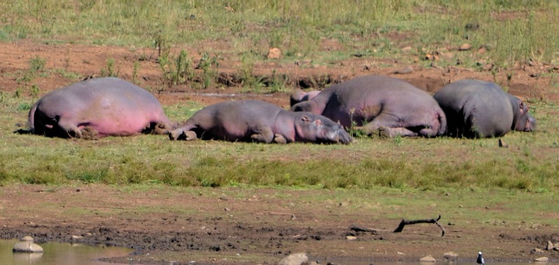 hippos out of water sunning themselves