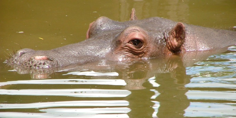 hippo interesting facts