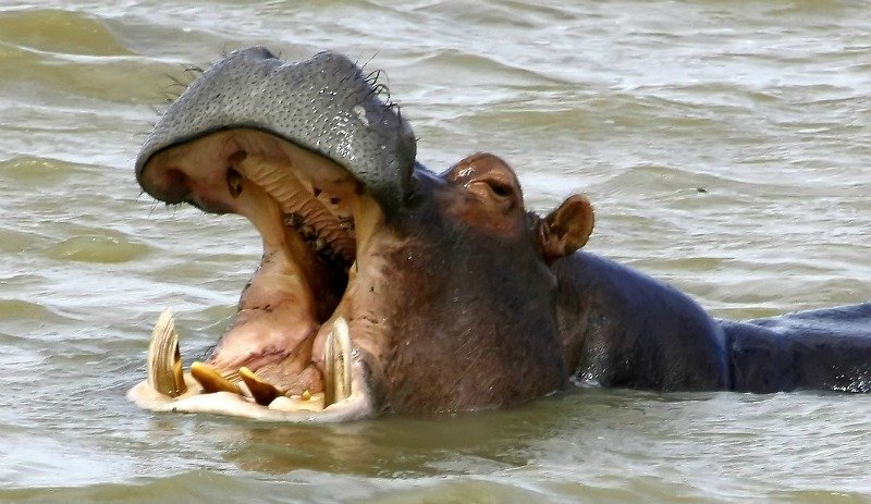 picture of hippopotamus